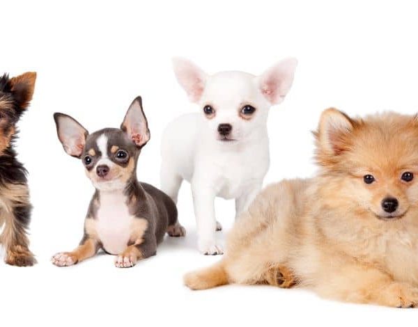 La raza y el tamaño de tu perro sí influye en los años de vida y en su vejez