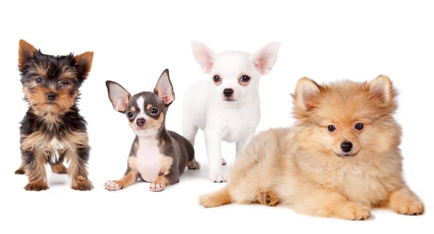 La raza y el tamaño de tu perro sí influye en los años de vida y en su vejez